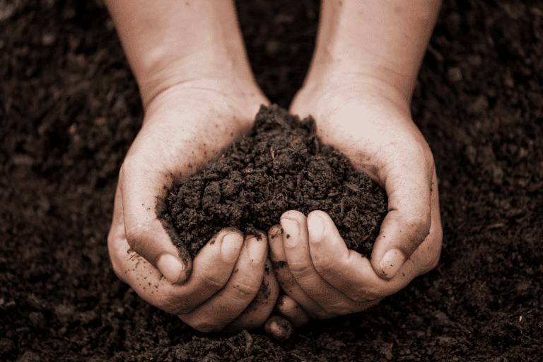 The best compost for a vegetable garden