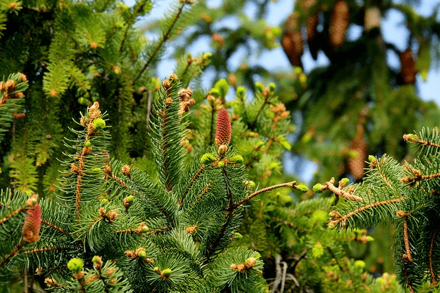 fir trees, needles, cones