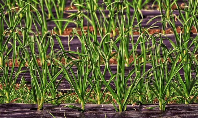 mulch film, film cultivation, leek