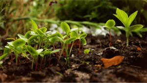 saplings, plants, nature