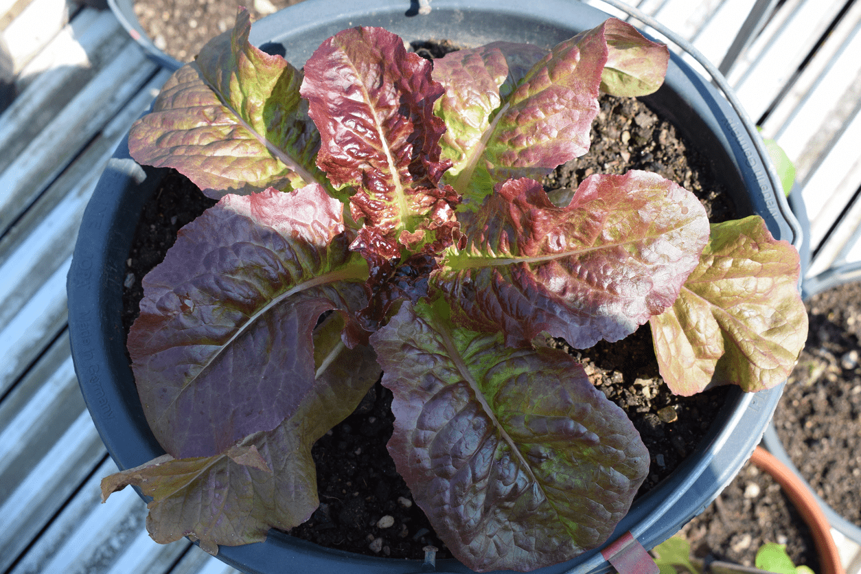 growing romaine lettuce in containers