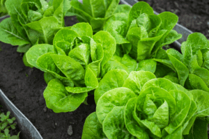 growing romaine lettuce in garden bed