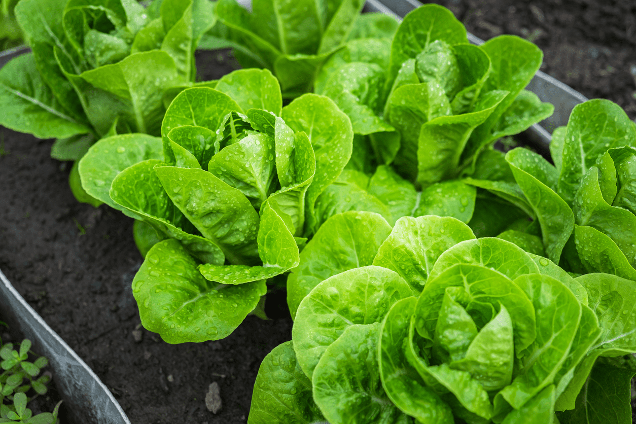 How to grow romaine lettuce to look like this?