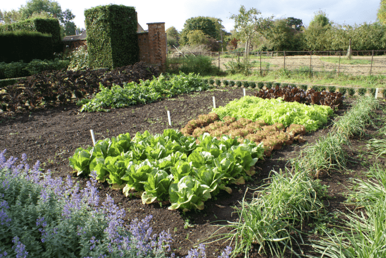 How to start a vegetable garden in 2023? (Seven steps for success)