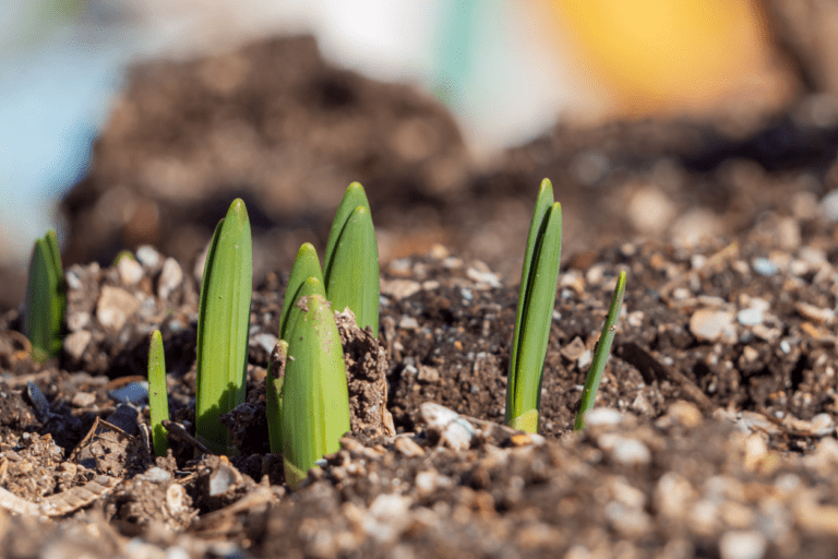 Spring Gardening Checklist – 8 things to do before the growing season